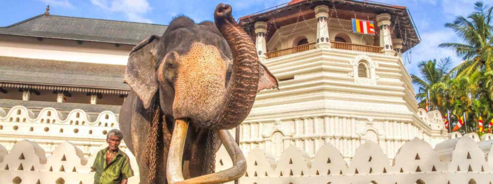 නැදුන්ගමුවේ විජය රාජා යළිත් ජීවමාන වෙයි.